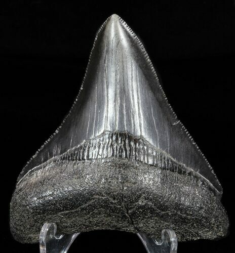 Juvenile Megalodon Tooth - Serrated Blade #58078